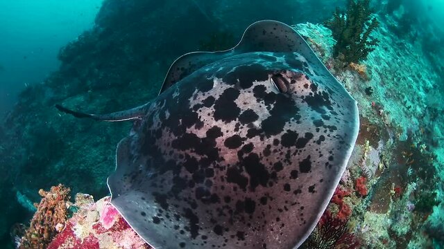 Huge Marble Ray on a dark, tropical coral reef