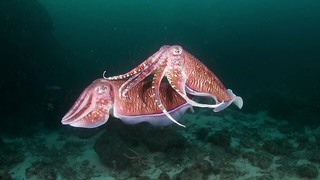 Group of mating Cuttlefish underwater on a tropical coral reef