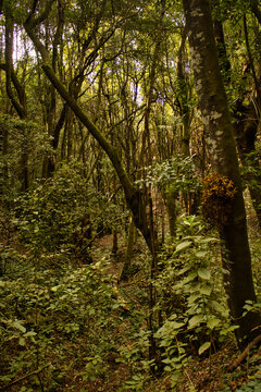 The Forest of Agua García, Tenerife. Canary Islands. It is a tiny laurel forest where several ancient trees, the Guardianes Centenarios (Centennial Guardians), are located © Migeli Barrios