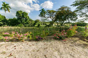 Fototapeta na wymiar Bougainvillea growing along a hand made stick fence in rural Cienfuegos Province, Cuba.