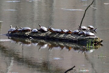 Snapping Turtles sunbathing.