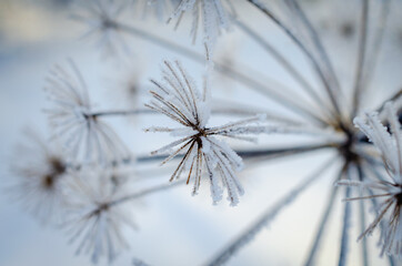 Dried plant in winter frost.