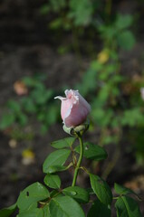 gently pink rose in the bud