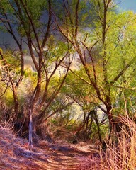 Obraz premium autumn forest in the morning