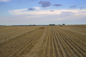 Fototapeta na wymiar Harvesting wheat