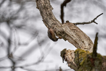 Nuthatch (Sitta europaea), Allerød, Denmark