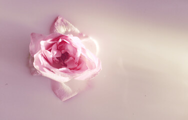 Beautiful rose flower in milk
