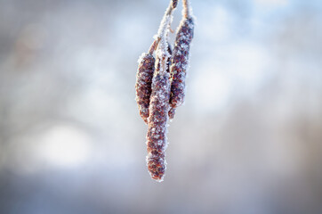 Alder earrings in snow frost.