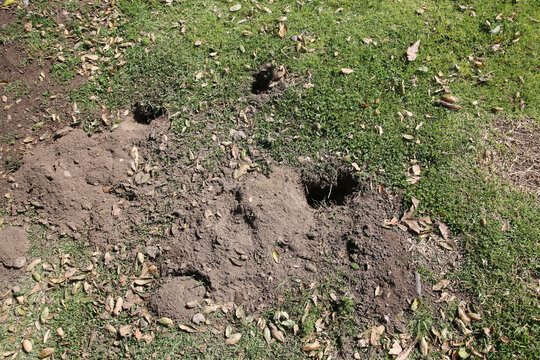 Gopher Hole in the ground, Gopher Holes or Golpher Homes underground in a grassy yard. Gophers live underground.