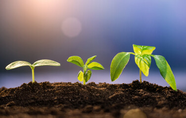 Group of green sprouts growing out from soil in the garden. Gardening, agriculture and ecology concept