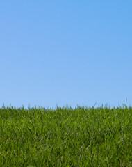 Fototapeta premium green grass and clear blue sky background with copy space