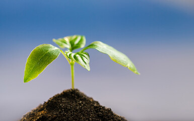 Green sprout grows from the ground in a garden with blue sky. New life, gardening, agriculture and ecology concept
