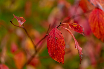 Red leaves against defocused fall foliage background