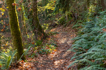 Woodland public park footpath in autumn