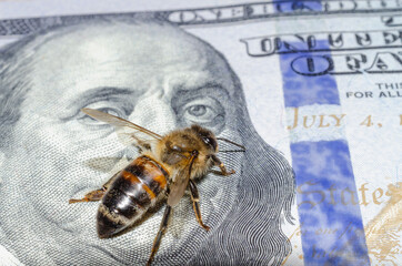 The wild bee sits on dollars.