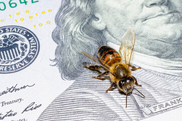 The wild bee sittin 'on the money (dollars)