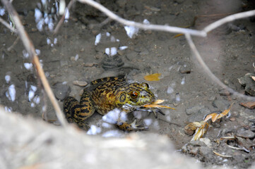 Toad, desert Wildlife Refuge Las Vegas, NV