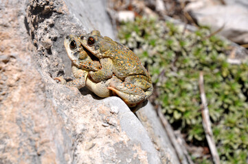 Toads in Spring, Red Rock Canyon Miners Trail