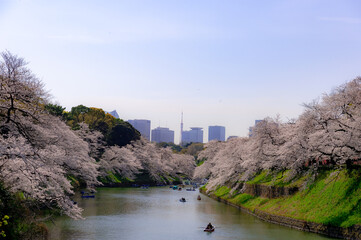 東京都千代田区九段の千鳥ケ淵に咲く桜