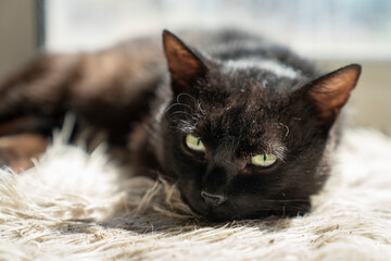 Leżący czarny kot