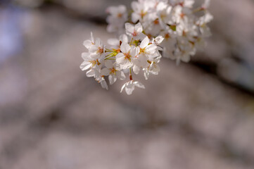 東京都千代田区九段の千鳥ケ淵に咲く桜