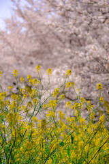 Obraz premium 東京都千代田区九段の千鳥ケ淵に咲く桜と菜の花