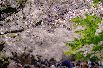 東京都千代田区九段の千鳥ケ淵に咲く桜