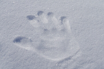 Human hand footprint in the snow.