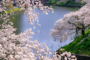 東京都千代田区九段の千鳥ケ淵に咲く桜