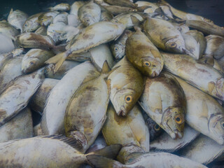 fresh fish at the market