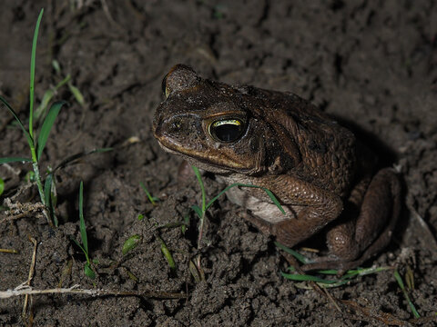 Photograph of a toad at night