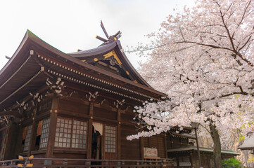 Fototapeta premium 東京都新宿区西新宿にある新宿中央公園に咲く桜