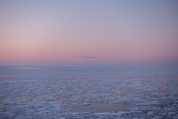冬の網走市能取岬 流氷と渡り鳥の風景 © TATSUYA UEDA