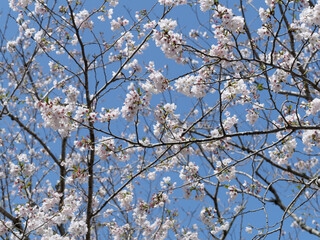 桜の花と青空