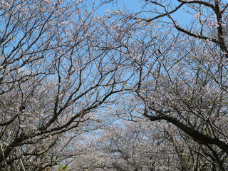 桜の花と青空