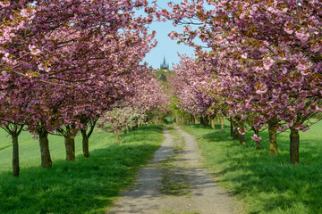 Fototapeta na wymiar Blooming sakura alley in spring, Czech Republic, Plzensky region, Chudenice