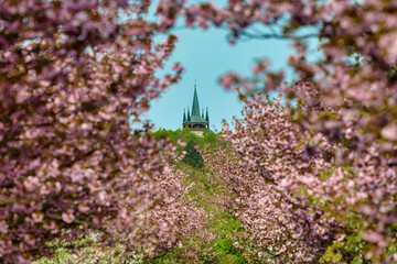 Blooming sakura alley in spring, Czech Republic, Plzensky region, Chudenice
