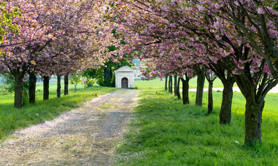 Blooming sakura alley in spring, Czech Republic, Plzensky region, Chudenice