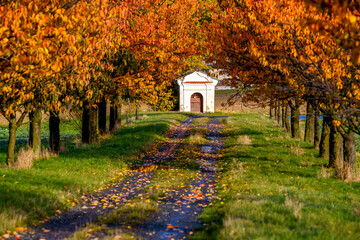 Obraz premium Sakurova alley in autumn, Czech Republic, Plzensky region, Chudenice