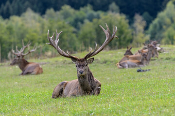 Naklejka na ściany i meble Carpathian red deer, red deer rut, Czech Republic, Chodsko