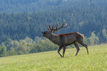 Carpathian red deer, red deer rut, Czech Republic, Chodsko