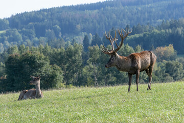 Carpathian red deer, red deer rut, Czech Republic, Chodsko
