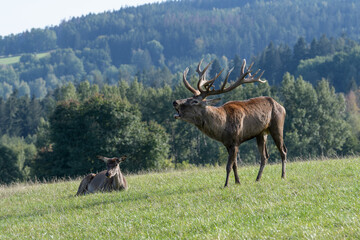 Carpathian red deer, red deer rut, Czech Republic, Chodsko
