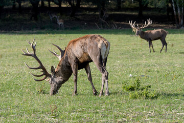 Carpathian red deer, red deer rut, Czech Republic, Chodsko