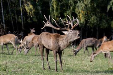 Carpathian red deer, red deer rut, Czech Republic, Chodsko
