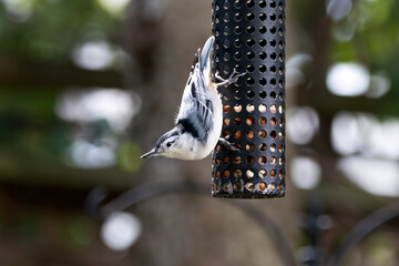 White-breasted nuthatch clinging to the side of a peanut bird feeder