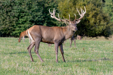 Carpathian red deer, red deer rut, Czech Republic, Chodsko
