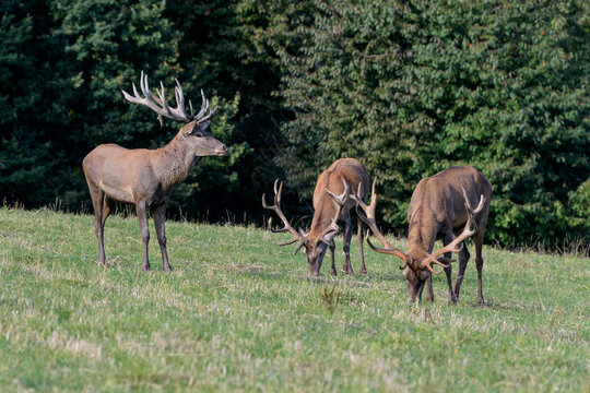 Carpathian red deer, red deer rut, Czech Republic, Chodsko © Josef