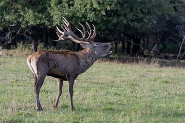 Obraz na płótnie Canvas Carpathian red deer, red deer rut, Czech Republic, Chodsko