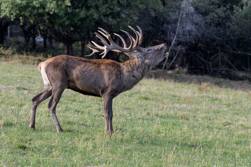 Naklejka na ściany i meble Carpathian red deer, red deer rut, Czech Republic, Chodsko